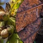 Trąšos ar žala: ką daryti su rudenį nukritusiais graikinių riešutų lapais Trąšos ar žala: ką daryti su rudenį nukritusiais graikinių riešutų