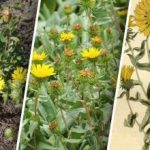 Ukrainoje plinta pavojingas augalas: ką apie jį žinome Ukrainoje plinta pavojingas augalas: ką apie jį žinome