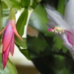 Viena ampulė ir augalas žydi: pavadinta vaistinė priemonė nuo dekabristos Viena ampulė ir augalas žydi: pavadinta vaistinė priemonė nuo dekabristos