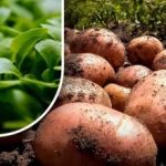 Žemė bus kaip pūkas: sodininkas pasakė, ką sėti po bulvių