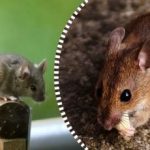 Žiurkės ir pelės išsisklaidys ir išnyks visiems laikams, jei paliksite joms suvalgyti vieną produktą. Žiurkės ir pelės išsisklaidys ir išnyks visiems laikams, jei paliksite