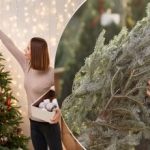 Gyva Kalėdų eglutė ilgai stovės ir nenukris: kaip prailginti Kalėdų eglutės gyvenimą Gyva Kalėdų eglutė ilgai stovės ir nenukris: kaip prailginti Kalėdų